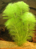 ЛИМНОФИЛА АКВАТИКА Limnophila aquatica (одиночное)