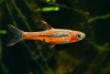 Расбора бригитта (Rasbora brigittae)