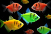 Gymnocorymbus-ternetzi_Black_Assorted_00