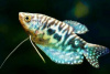 Гурами мраморный 35(S)
