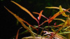 Polygonum sp. Sao Paolo.