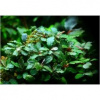 Буцефаландра Green wavy