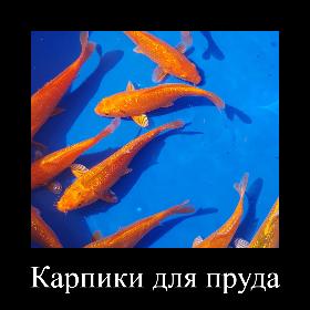 Акция Карп кои