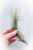 tillandsia-funckiana-l