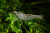 Креветка амано Caridina multidentata (fka C. japonica) (1)