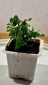 Нефролепсис грин фэнтези (Nephrolepis exaltata 'Green Fantasy') в горшке 5см