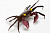 krab-vampir-vneshnij-vid-1