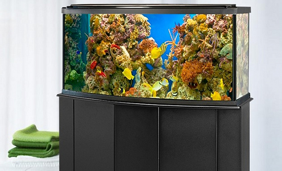 Морской аквариум: профессиональный уход и проверка воды