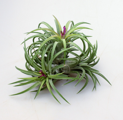 Ionantha bravo clump Ionantha bravo clump