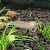Креветка амано Caridina multidentata (fka C. japonica)
