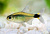 Тетра Кити Hyphessobrycon heliacus