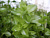 Бакопа Bacopa amplexicaulis
