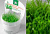 Мох Стринг
