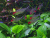 Родостомус  хемиграммус (Rummy nose tetra) (1)