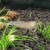 Креветка амано Caridina multidentata (fka C. japonica)