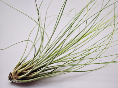 Juncea